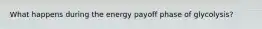 What happens during the energy payoff phase of glycolysis?