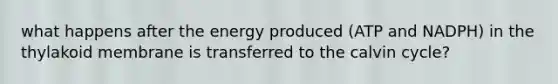 what happens after the energy produced (ATP and NADPH) in the thylakoid membrane is transferred to the calvin cycle?