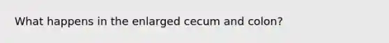 What happens in the enlarged cecum and colon?