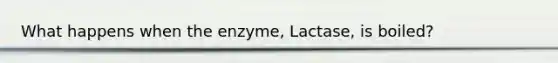 What happens when the enzyme, Lactase, is boiled?