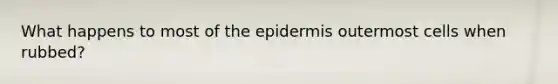 What happens to most of the epidermis outermost cells when rubbed?