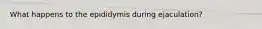 What happens to the epididymis during ejaculation?