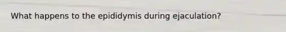 What happens to the epididymis during ejaculation?