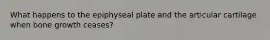 What happens to the epiphyseal plate and the articular cartilage when bone growth ceases?