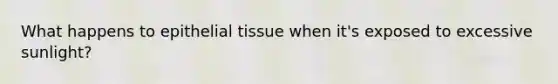 What happens to epithelial tissue when it's exposed to excessive sunlight?