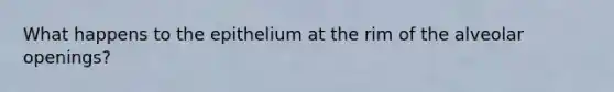 What happens to the epithelium at the rim of the alveolar openings?