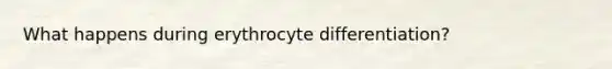 What happens during erythrocyte differentiation?