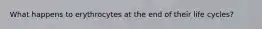 What happens to erythrocytes at the end of their life cycles?