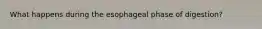 What happens during the esophageal phase of digestion?