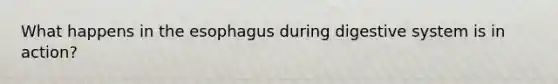 What happens in the esophagus during digestive system is in action?