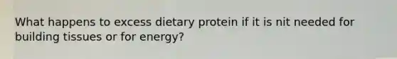 What happens to excess dietary protein if it is nit needed for building tissues or for energy?