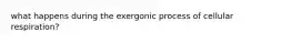 what happens during the exergonic process of cellular respiration?