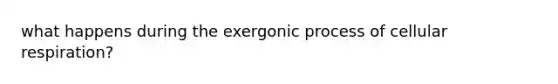 what happens during the exergonic process of cellular respiration?