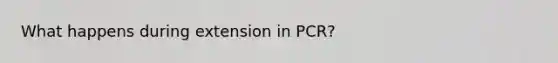 What happens during extension in PCR?