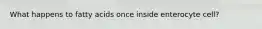 What happens to fatty acids once inside enterocyte cell?