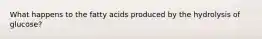 What happens to the fatty acids produced by the hydrolysis of glucose?