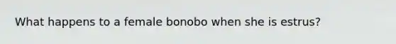 What happens to a female bonobo when she is estrus?