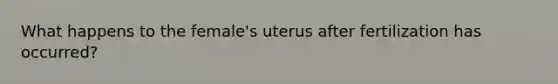 What happens to the female's uterus after fertilization has occurred?