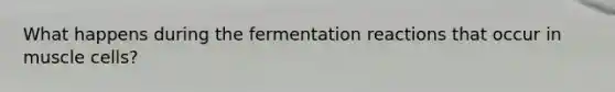 What happens during the fermentation reactions that occur in muscle cells?