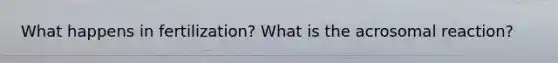 What happens in fertilization? What is the acrosomal reaction?