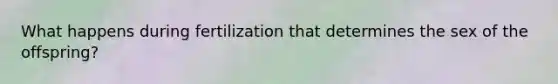 What happens during fertilization that determines the sex of the offspring?