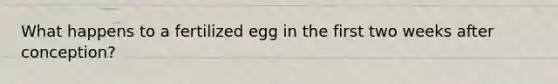 What happens to a fertilized egg in the first two weeks after conception?