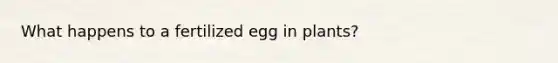 What happens to a fertilized egg in plants?