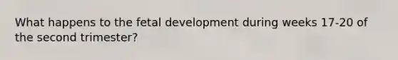 What happens to the <a href='https://www.questionai.com/knowledge/kmyRuaFuMz-fetal-development' class='anchor-knowledge'>fetal development</a> during weeks 17-20 of the second trimester?