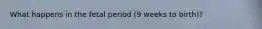 What happens in the fetal period (9 weeks to birth)?