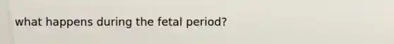 what happens during the fetal period?