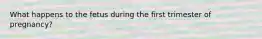What happens to the fetus during the first trimester of pregnancy?