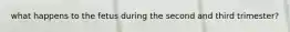 what happens to the fetus during the second and third trimester?