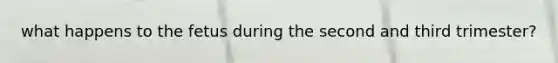 what happens to the fetus during the second and third trimester?