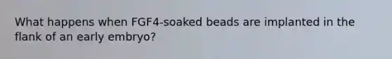What happens when FGF4-soaked beads are implanted in the flank of an early embryo?