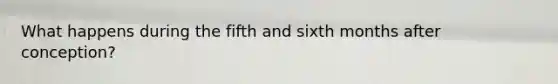 What happens during the fifth and sixth months after conception?