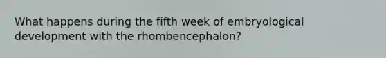 What happens during the fifth week of embryological development with the rhombencephalon?