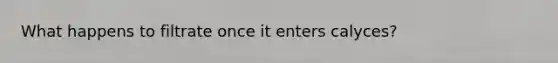 What happens to filtrate once it enters calyces?