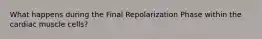 What happens during the Final Repolarization Phase within the cardiac muscle cells?