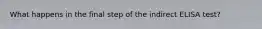 What happens in the final step of the indirect ELISA test?