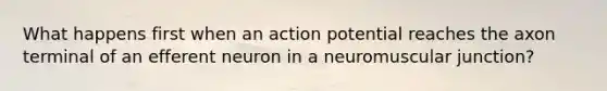 What happens first when an action potential reaches the axon terminal of an efferent neuron in a neuromuscular junction?