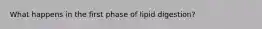 What happens in the first phase of lipid digestion?