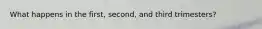 What happens in the first, second, and third trimesters?
