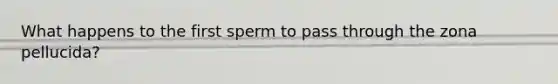 What happens to the first sperm to pass through the zona pellucida?