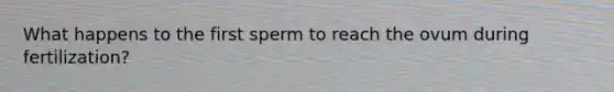 What happens to the first sperm to reach the ovum during fertilization?