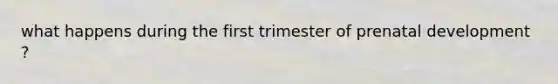 what happens during the first trimester of prenatal development ?