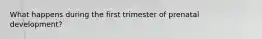 What happens during the first trimester of prenatal development?