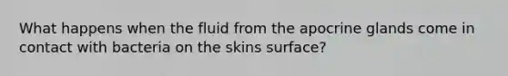 What happens when the fluid from the apocrine glands come in contact with bacteria on the skins surface?