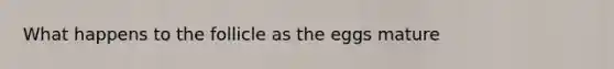 What happens to the follicle as the eggs mature