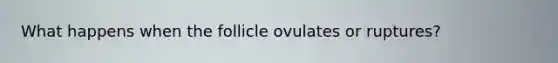 What happens when the follicle ovulates or ruptures?