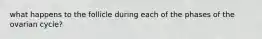 what happens to the follicle during each of the phases of the ovarian cycle?